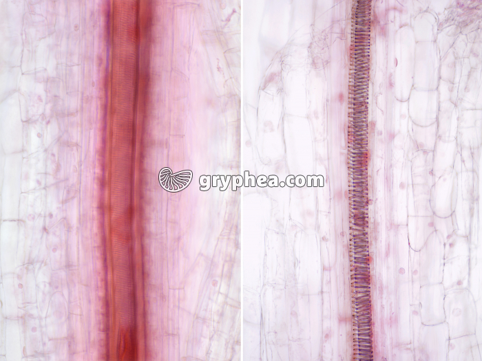 Vaisseaux tige de Poireau x40 - gryphea.com